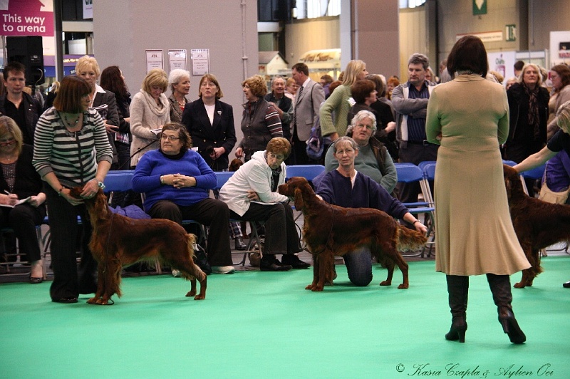 Crufts2011 348.jpg